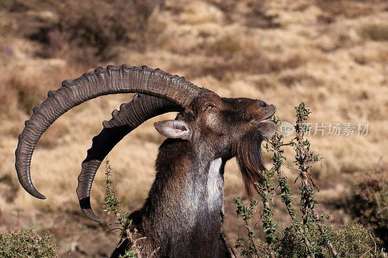 Big male of Walia Ibex grazing in the Simien Mountains